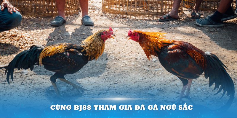 Cùng Bj88 tham gia đá gà ngũ sắc