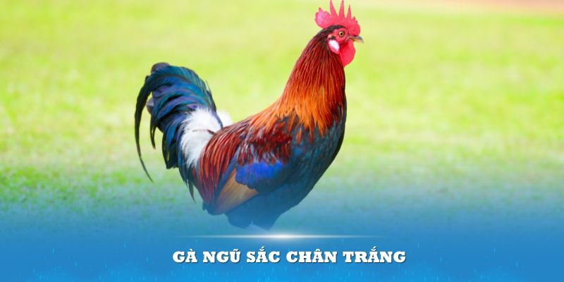 Gà ngũ sắc mang cặp chân trắng được các sư kê săn đón 