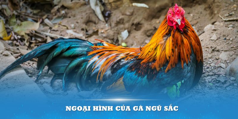 Ngoại hình của gà ngũ sắc