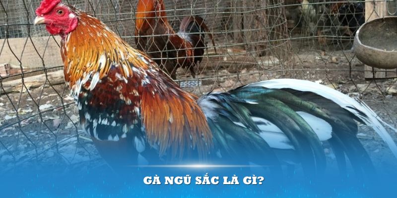 Gà ngũ sắc là gì