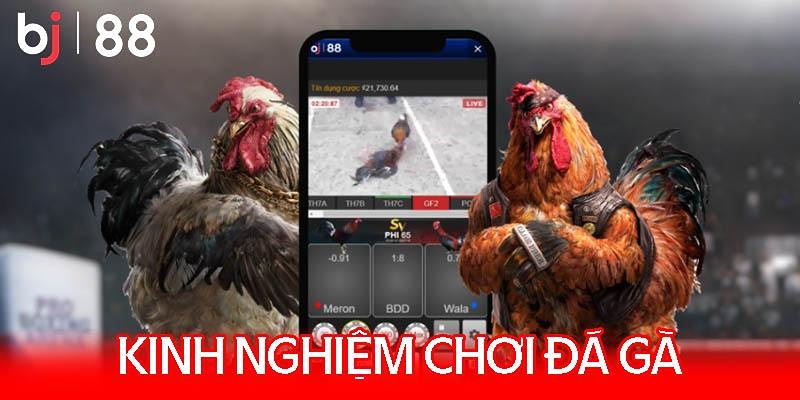 Kinh nghiệm đặt cược đá gà