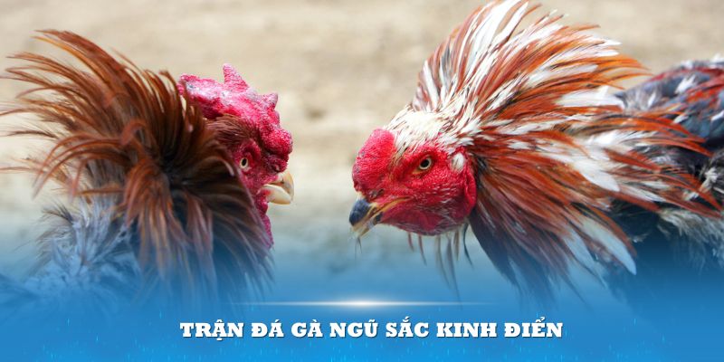 Trận đá gà ngũ sắc kinh điển